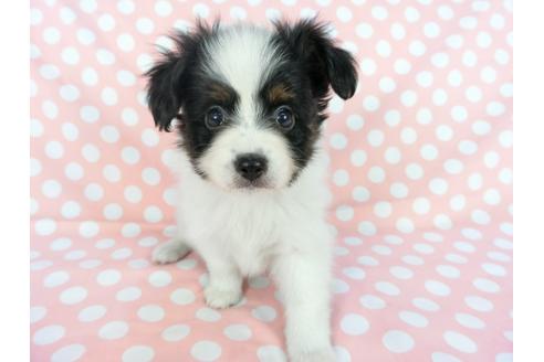 成約済の千葉県のパピヨン-77158の12枚目