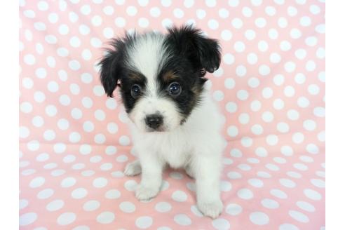 成約済の千葉県のパピヨン-77158の11枚目