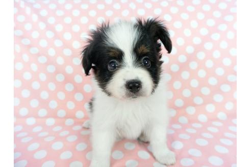 成約済の千葉県のパピヨン-77158の10枚目