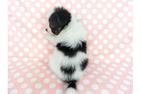 成約済の千葉県のパピヨン-77158の9枚目