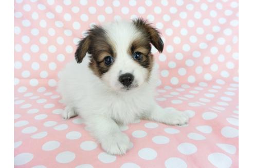 成約済の千葉県のパピヨン-77160の1枚目