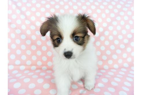 成約済の千葉県のパピヨン-77160の4枚目