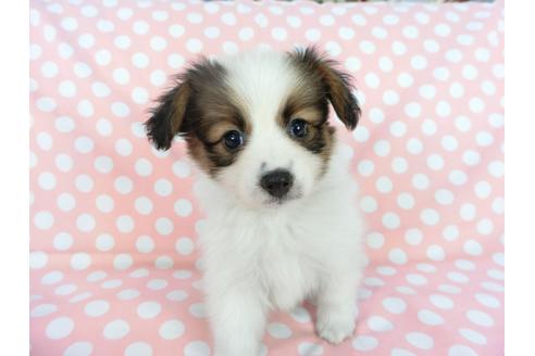 成約済の千葉県のパピヨン-77160の3枚目