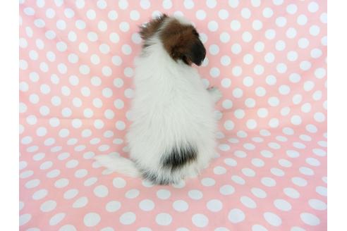 成約済の千葉県のパピヨン-77160の2枚目