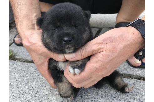 成約済の長崎県の柴犬-77185の9枚目