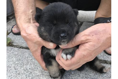 成約済の長崎県の柴犬-77185の8枚目