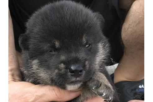 成約済の長崎県の柴犬-77186の10枚目