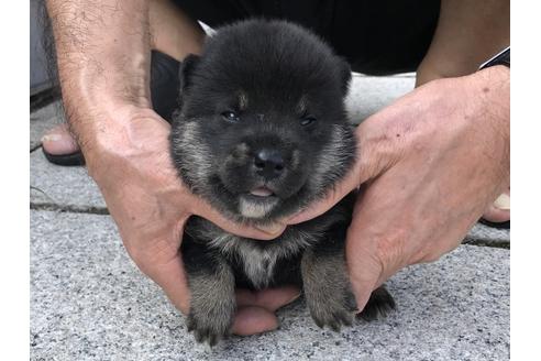 成約済の長崎県の柴犬-77186の9枚目