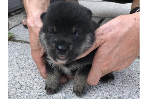 成約済の長崎県の柴犬-77186の8枚目