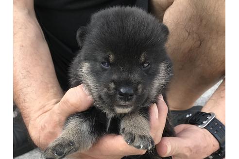 成約済の長崎県の柴犬-77186の6枚目