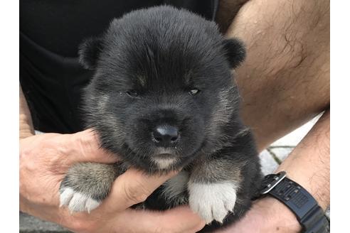 成約済の長崎県の柴犬-77189の10枚目