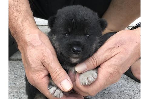 成約済の長崎県の柴犬-77189の9枚目