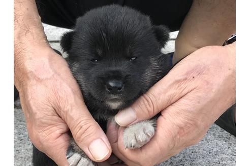 成約済の長崎県の柴犬-77189の8枚目