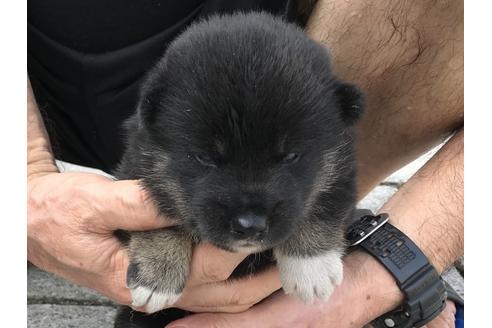 成約済の長崎県の柴犬-77189の7枚目