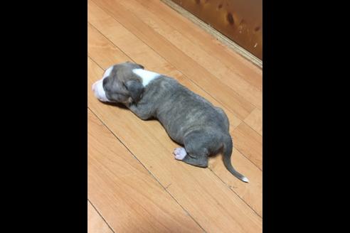 成約済の佐賀県のアメリカンピットブルテリア-75147の15枚目