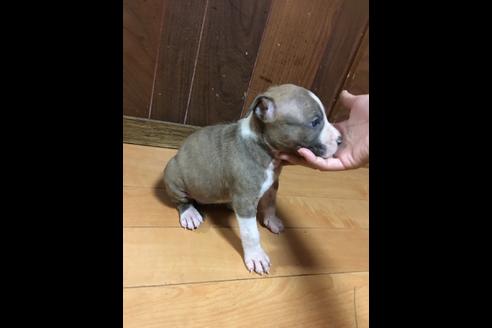 成約済の佐賀県のアメリカンピットブルテリア-74996の24枚目