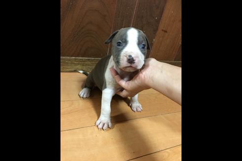成約済の佐賀県のアメリカンピットブルテリア-75135の21枚目