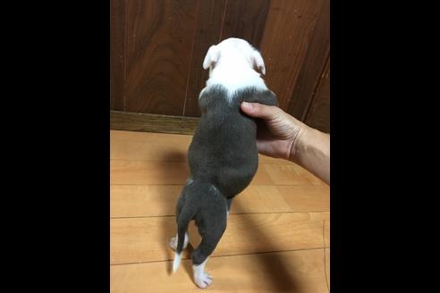 成約済の佐賀県のアメリカンピットブルテリア-74994の2枚目