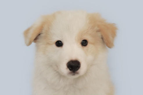 神奈川県のボーダーコリー 男の子 19 05 28生まれ レッド ホワイト 子犬id ブリーダーナビ 神奈川県のボーダーコリー 男の子 19 05 28生まれ レッド ホワイト 子犬id ブリーダーナビ