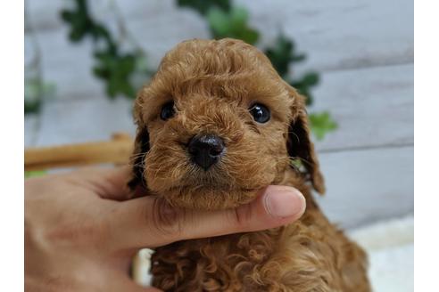 成約済の静岡県のトイプードル-75775の7枚目