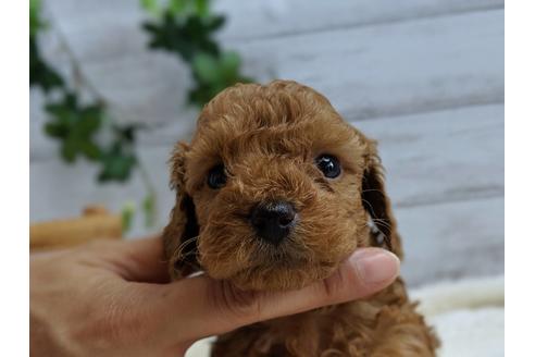 成約済の静岡県のトイプードル-75775の6枚目