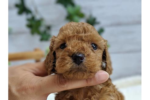 成約済の静岡県のトイプードル-75775の5枚目