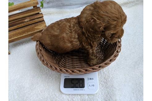 成約済の静岡県のトイプードル-75775の4枚目