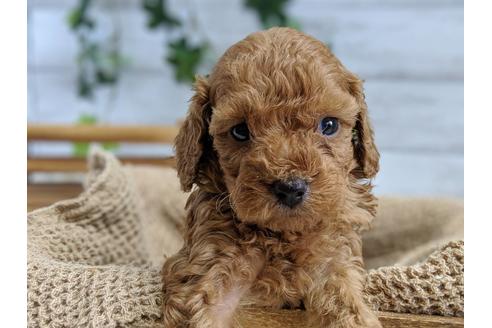 成約済の静岡県のトイプードル-75775の3枚目