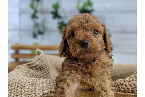 成約済の静岡県のトイプードル-75775の2枚目