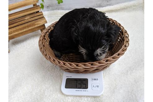 成約済の静岡県のミニチュアシュナウザー-75780の4枚目