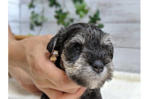 成約済の静岡県のミニチュアシュナウザー-75783の9枚目