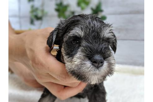 成約済の静岡県のミニチュアシュナウザー-75783の8枚目