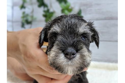 成約済の静岡県のミニチュアシュナウザー-75783の1枚目