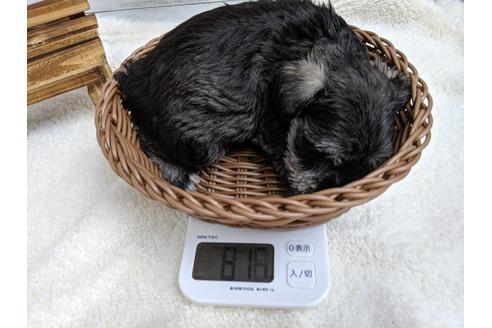 成約済の静岡県のミニチュアシュナウザー-75783の7枚目