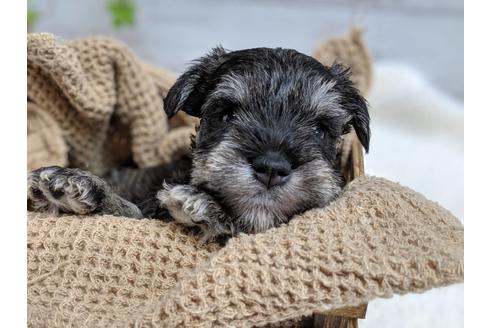 成約済の静岡県のミニチュアシュナウザー-75783の6枚目