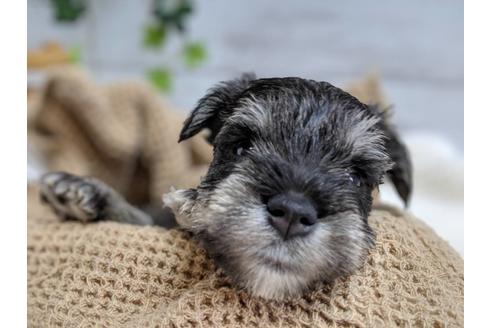 成約済の静岡県のミニチュアシュナウザー-75783の5枚目