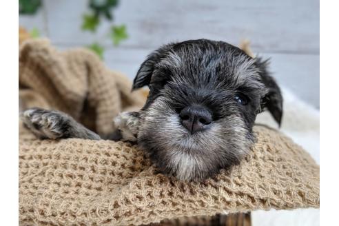 成約済の静岡県のミニチュアシュナウザー-75783の4枚目