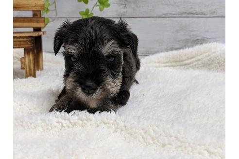 成約済の静岡県のミニチュアシュナウザー-75783の3枚目