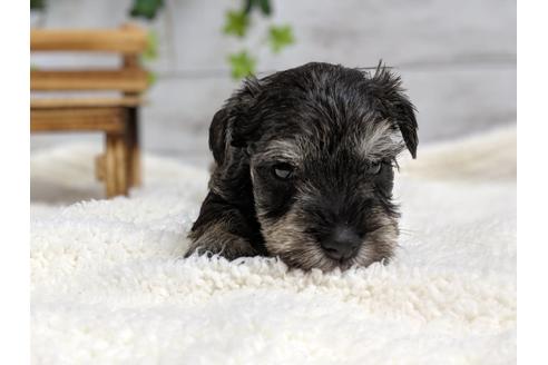 成約済の静岡県のミニチュアシュナウザー-75783の2枚目