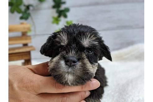 成約済の静岡県のミニチュアシュナウザー-75784の1枚目