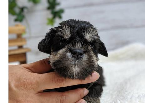 成約済の静岡県のミニチュアシュナウザー-75784の6枚目