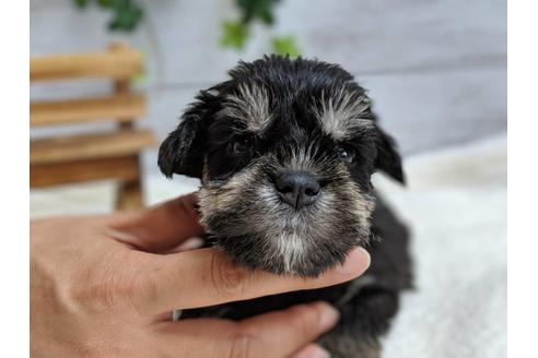 成約済の静岡県のミニチュアシュナウザー-75784の5枚目