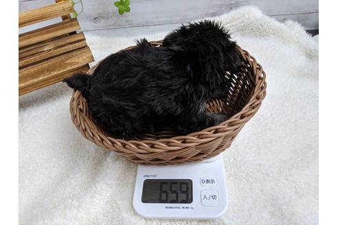 成約済の静岡県のミニチュアシュナウザー-75784の4枚目