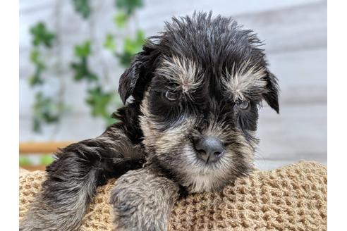 成約済の静岡県のミニチュアシュナウザー-75784の3枚目