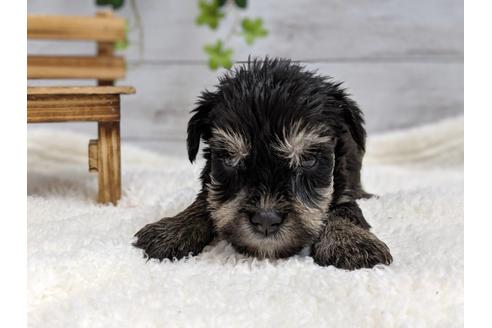 成約済の静岡県のミニチュアシュナウザー-75784の2枚目