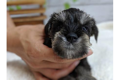 成約済の静岡県のミニチュアシュナウザー-75786の7枚目