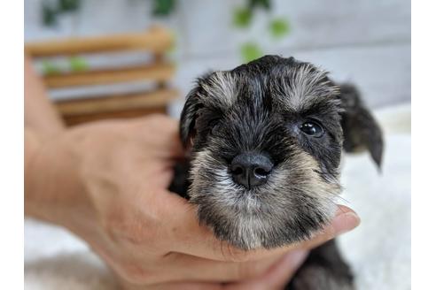 成約済の静岡県のミニチュアシュナウザー-75786の6枚目