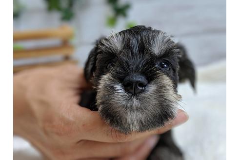 成約済の静岡県のミニチュアシュナウザー-75786の5枚目