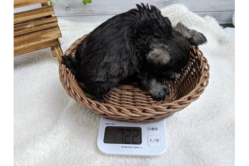 成約済の静岡県のミニチュアシュナウザー-75786の4枚目