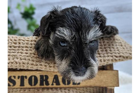 成約済の静岡県のミニチュアシュナウザー-75786の3枚目